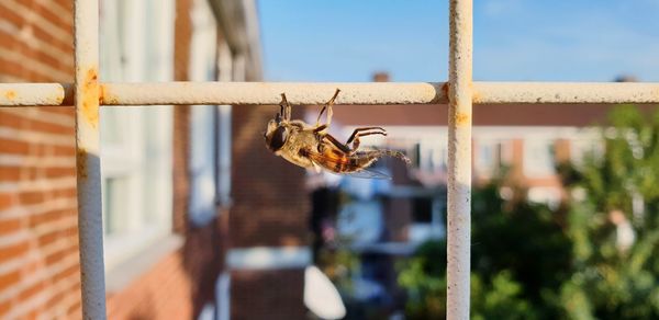 Close-up of bee perching on metal fence