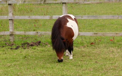 Horse standing in a field