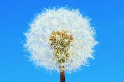 Close-up of dandelion against blue sky