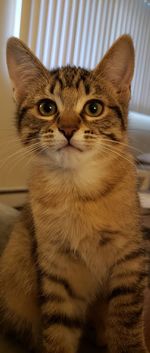 Close-up portrait of a cat at home