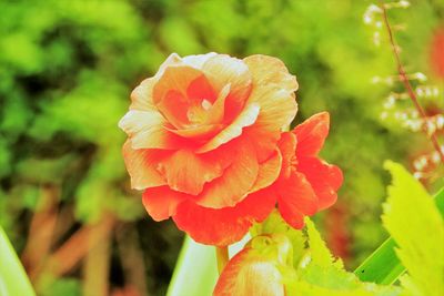 Macro shot of red rose flower blooming in garden