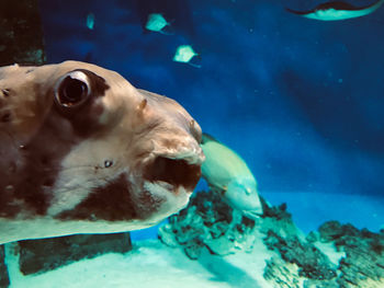 Fish swimming in sea