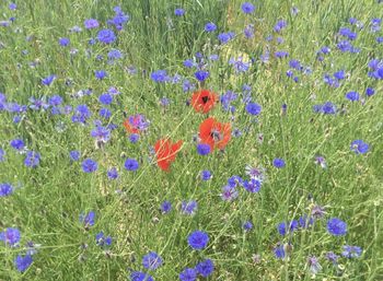 View of purple flowering plants on field