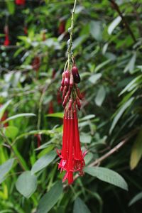 Close-up of red butterfly on plant