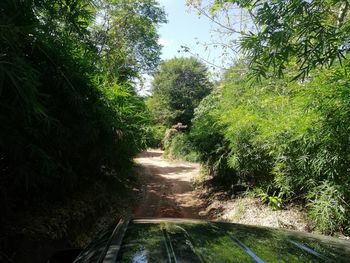 Road amidst trees in forest