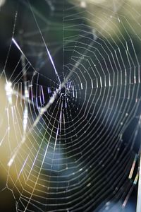 Close-up of spider web