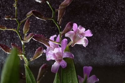 Water drops of purple flowers