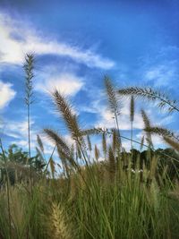 Low angle view of plants on field against sky