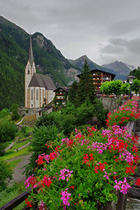 Flowering plants and buildings by mountain against sky