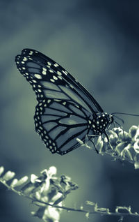 Close-up of butterfly perching on leaf