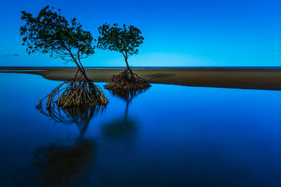 Reflection of trees in calm lake