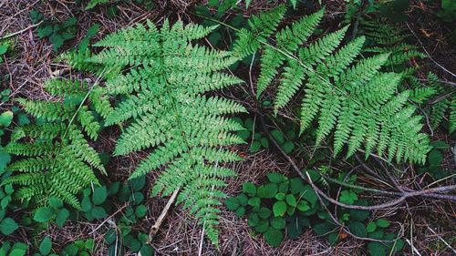 Close-up of green leaves