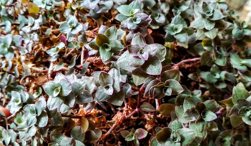 High angle view of dried leaves on plant