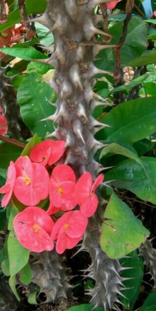 CLOSE-UP OF FLOWER BLOOMING OUTDOORS