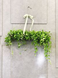 Close-up of potted plant against wall