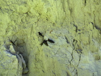 High angle view of bird on leaf