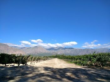 Scenic view of landscape against blue sky