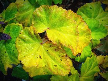 Close-up of leaves on leaves