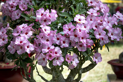 Close-up of pink flowering plants