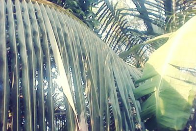 Close-up of palm tree