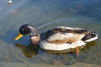 High angle view of duck swimming in lake