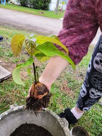 Cropped hand of woman holding plant