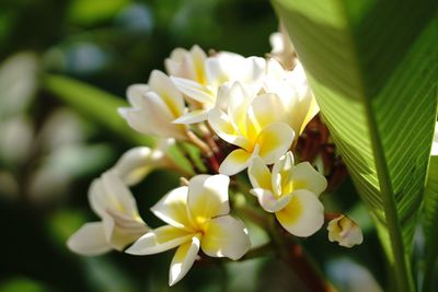 Close-up of white frangipani flowers