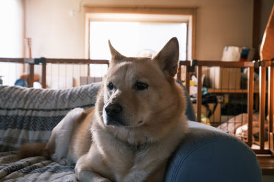 Close-up of a dog looking away