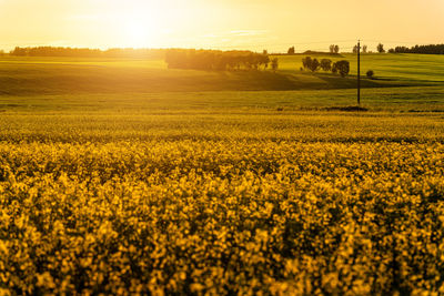 Rapeseed Field