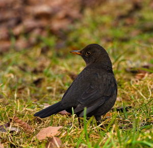 Close-up of a bird perching on a field