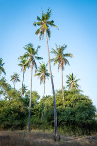 Low angle view of coconut palm trees against clear sky