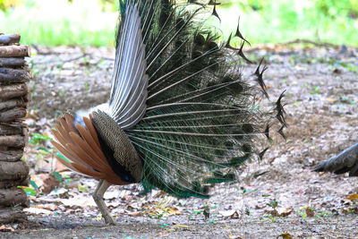 Peacock feather on a field