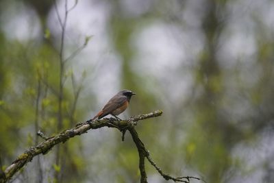 Bird perching on a tree