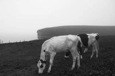 Cows  standing on a cliff  grazing