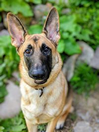 Portrait of dog sticking out tongue on field