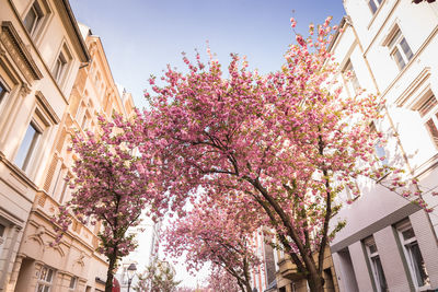 Low angle view of pink flowering tree by building against sky