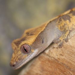 Close-up of lizard camouflaged on branch