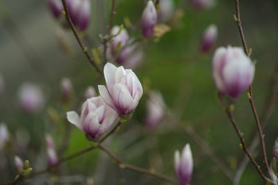 Close-up of pink flowering plant