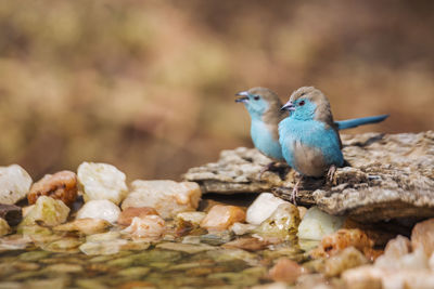 Close-up of bird perching on rock