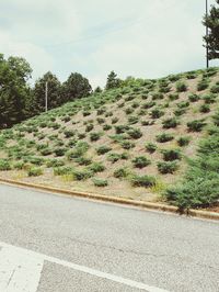 Road by trees on field against sky