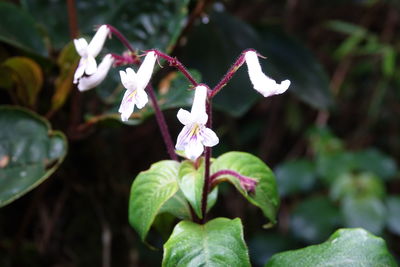 Close-up of white flowering plant