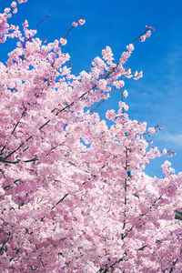 Low angle view of pink flowering tree against blue sky