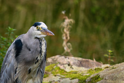 Close-up of bird perching on rock