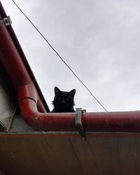 Low angle view of black cat sitting against sky