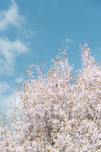 Low angle view of cherry blossom against blue sky