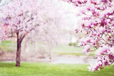 Close-up of pink cherry blossom