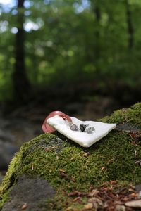 Close-up of mushroom growing on field