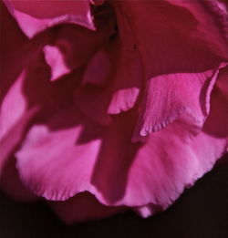 Close-up of pink flowers