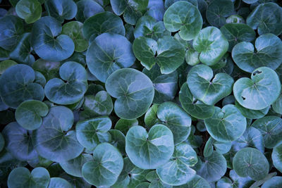 Full frame shot of green plant