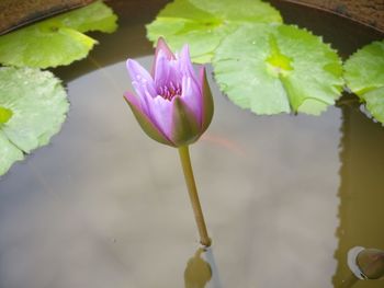 Close-up of lotus water lily in pond
